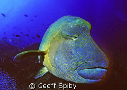 inquisitive Napoleon wrasse by Geoff Spiby 